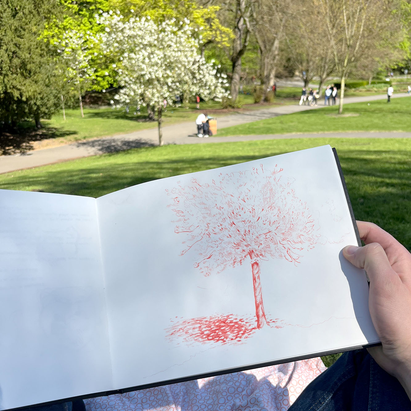 Sanguine drawing of a tree in bloom